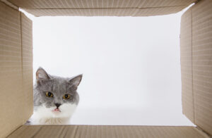 Grey beautiful cat, peeks into the cardboard carobka, a curious pet checks interesting places. Copy space.