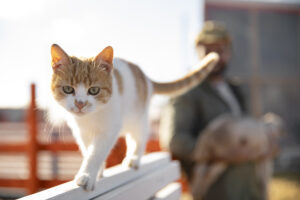 adorable-cat-roaming-free-farm
