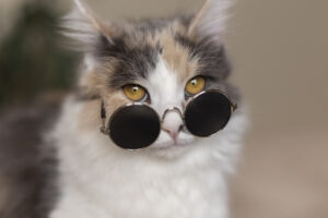 close-up-portrait-beautiful-cat