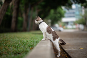 white-with-brown-stripe-cat-is-walking-garden